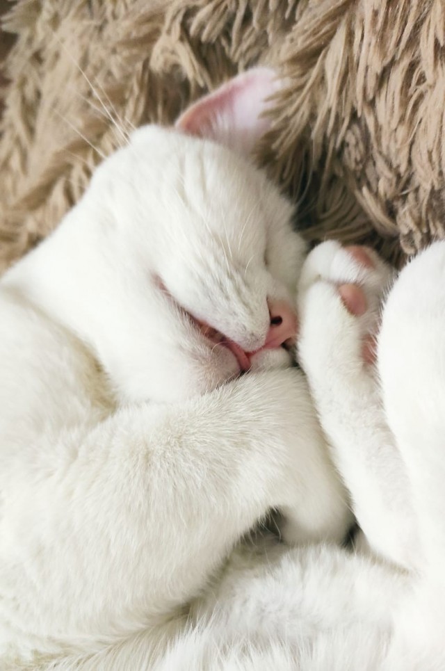 К Котовторнику
