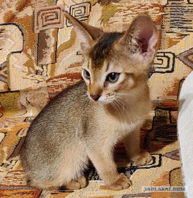 А котовторник уже начался?