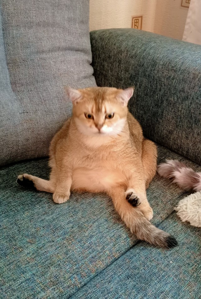 Кот Василий