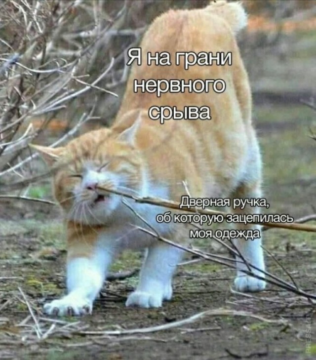 Картинки и мемы для настроения