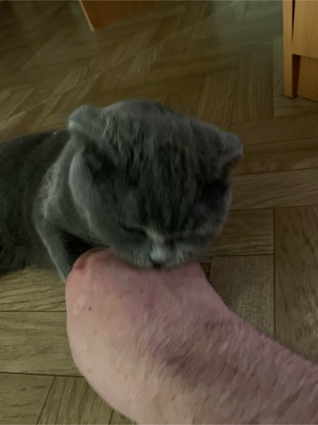 Котовторнику посвящается