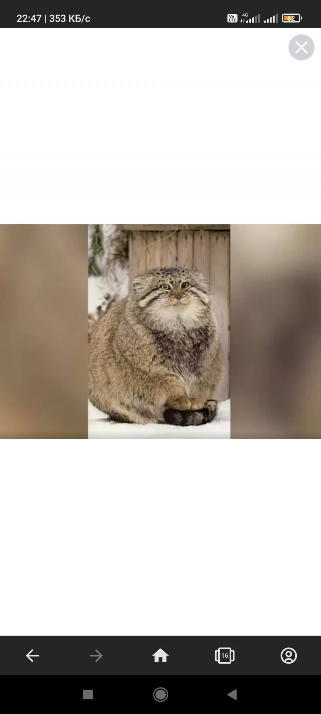 Общительный манул