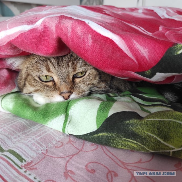 А это мой котан к котовторнику