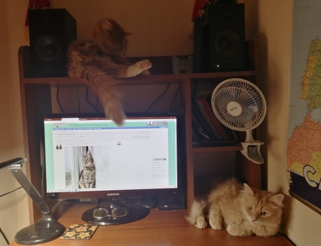 Котовторник ведь начался!