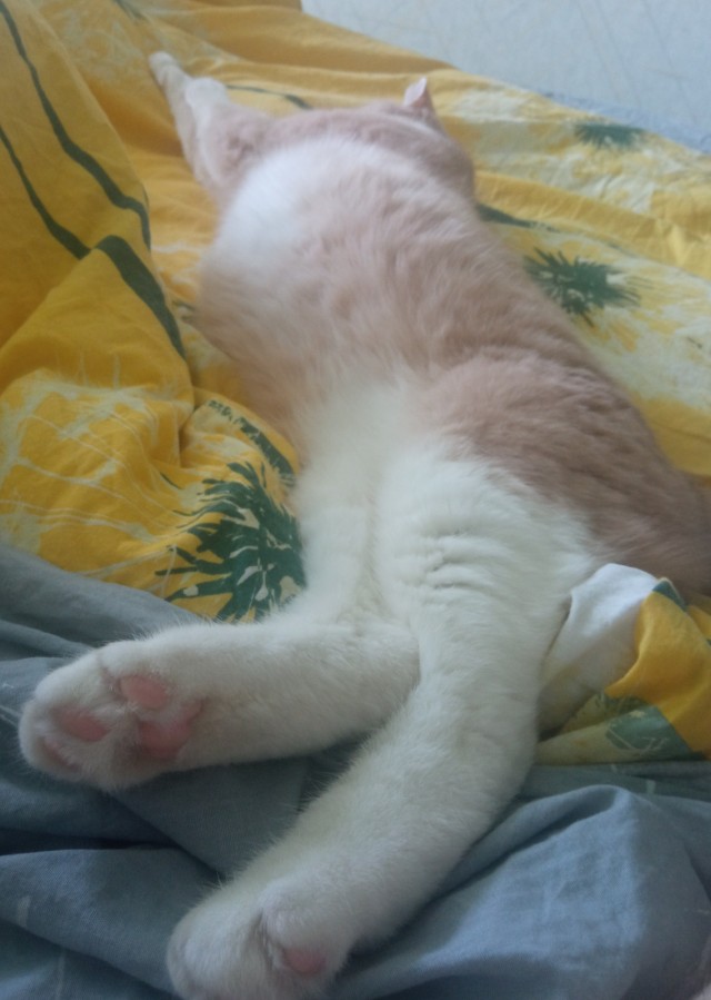 Котовторник.