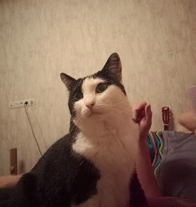 А вот и котовторник 24.05.2022