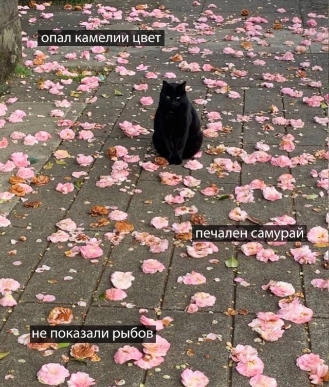Пятница. Вечер. Картинки всякие... #6