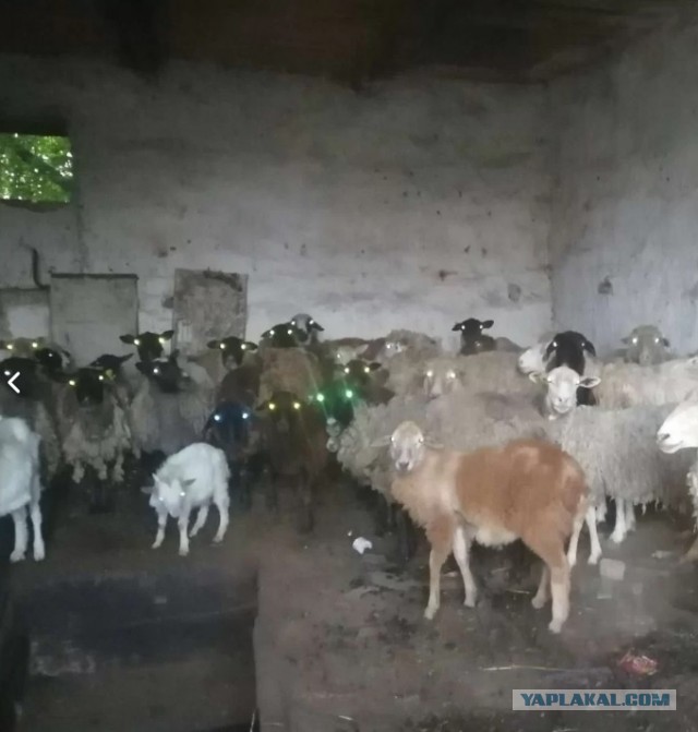 Уничтожение борщевика с пользой