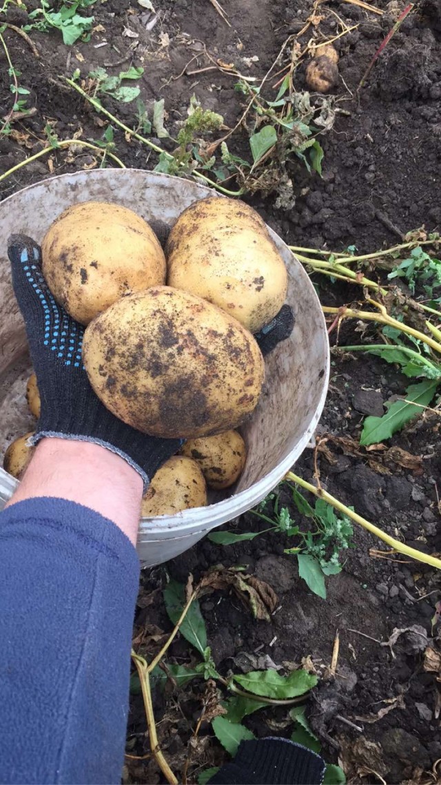 Продам урожай недорого