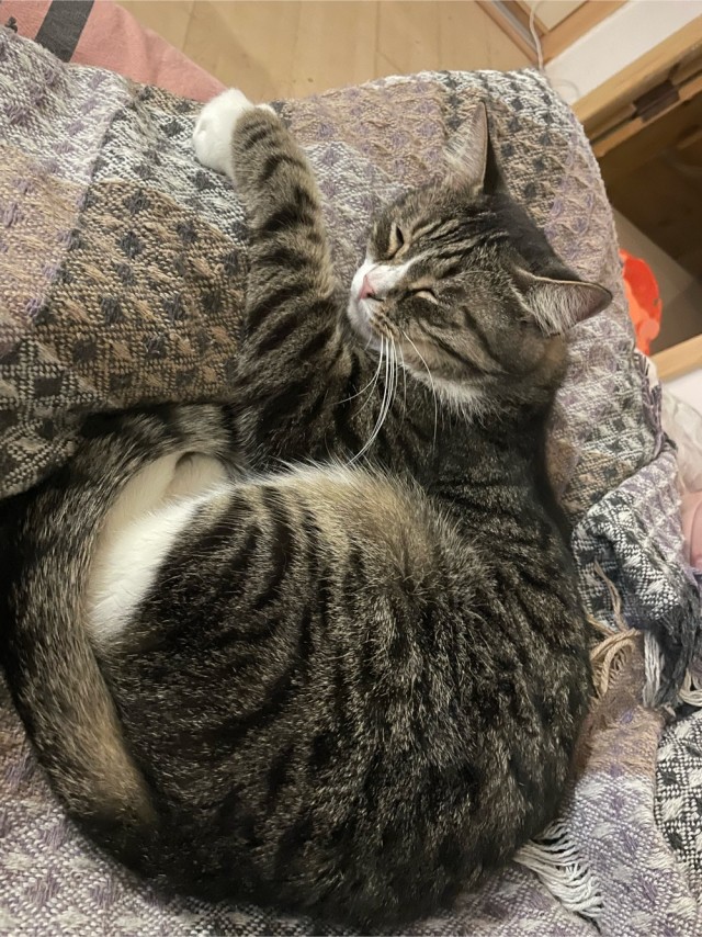 Мой котовторник