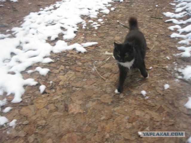 Жизнь домашнего приюта для котеек 423