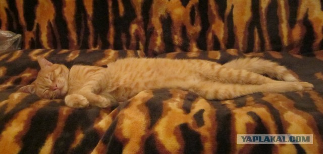 Котовторник 26.03.2013