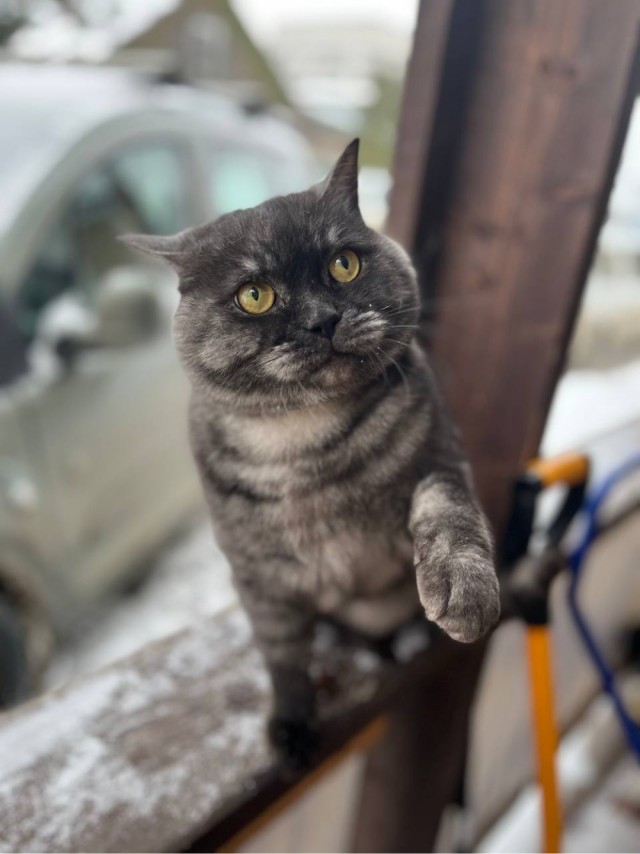 Котовторнику посвящается, подобрашка Маня