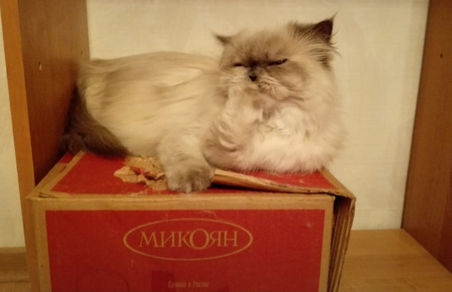 Пройдемся по котикам?!