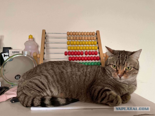 Котовторнику посвящается