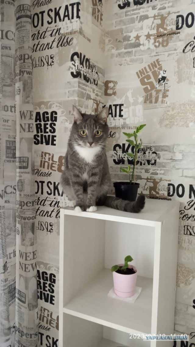 Не только котовторник, а еще и Всемирный день кошек!