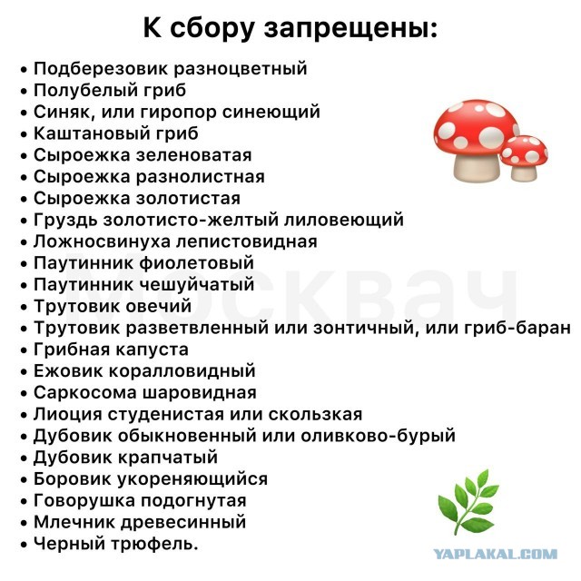 С 12 октября вступила в силу статья УК, которая устанавливает ответственность за незаконный сбор краснокнижных растений и грибов