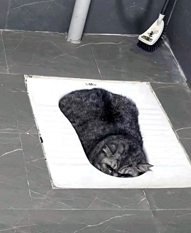 Кошачьи выкрутасы