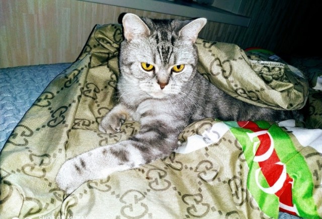 Юбилей кота 09.ХII.2013