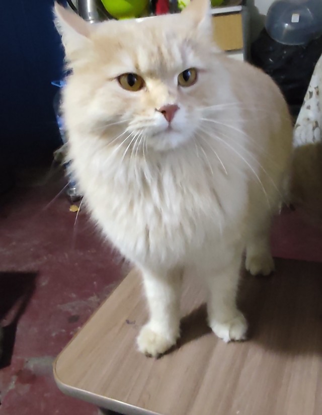 Мой котовторник