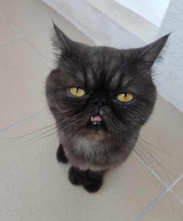 Котовторник 05/11/2024