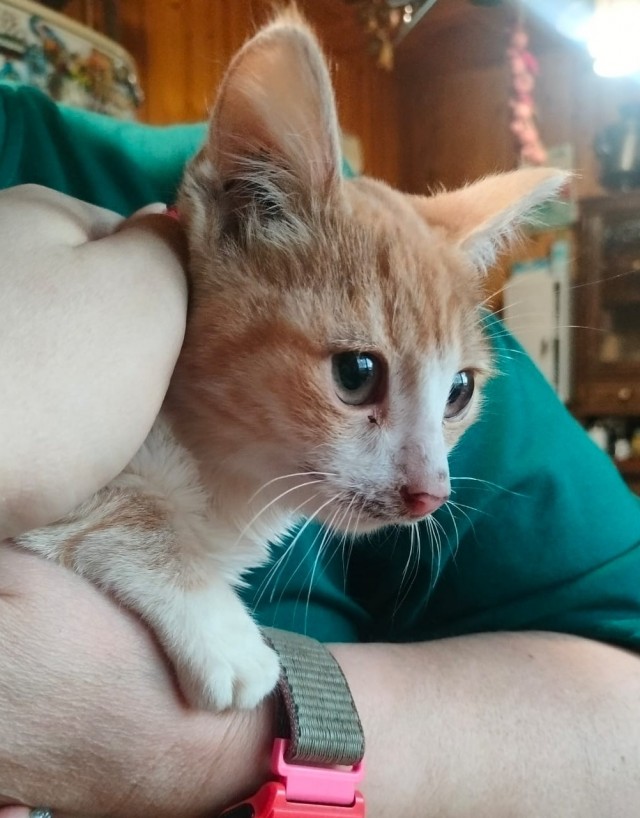 Вот такое чудышко...