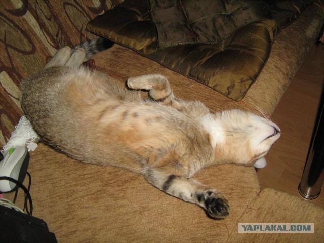 Мелом обвести?