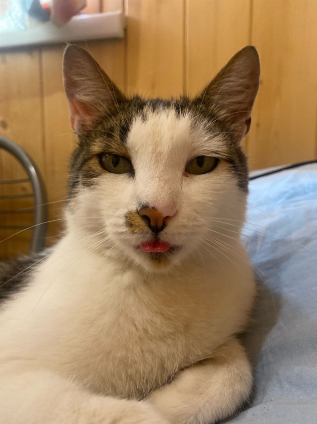Мой кот