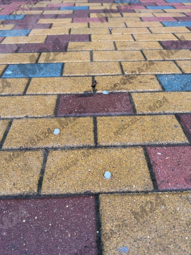 Массовое отравление собак в подмосковном Красногорске