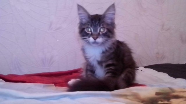 Немного о  Мейн Куне.