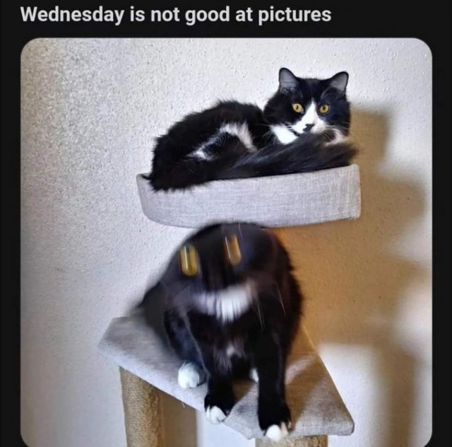 Смешные коты, которые бы победили на конкурсе абсурдных фотографий