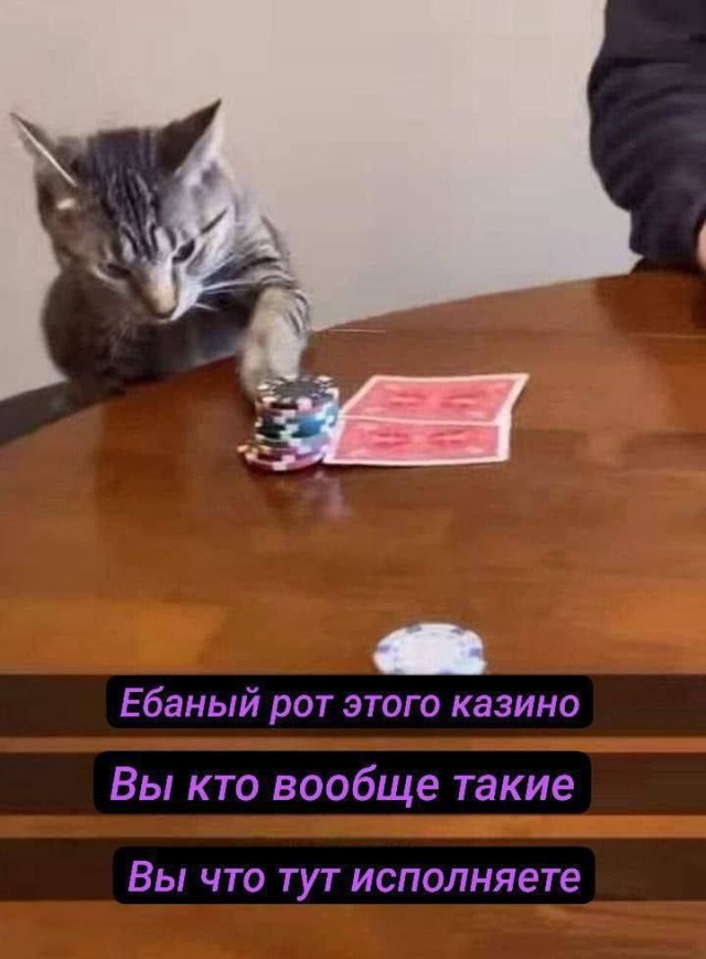 К котовторнику: подборка картинок-баянов с котиками и про котиков. Выпуск 12