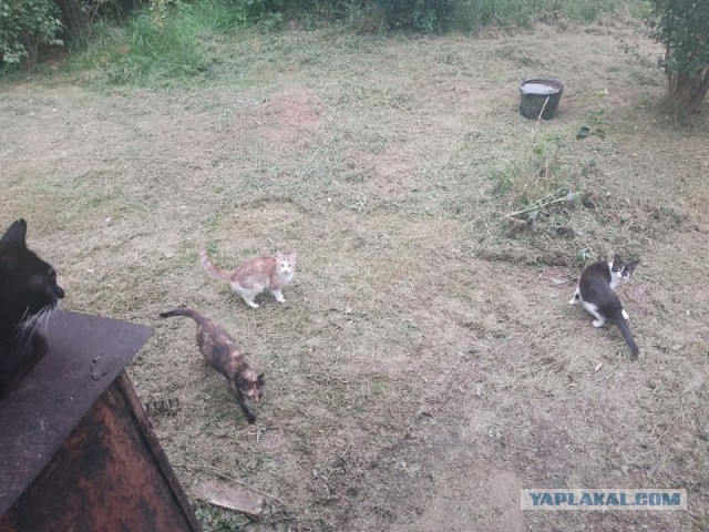 Жизнь домашнего приюта для котеек 553