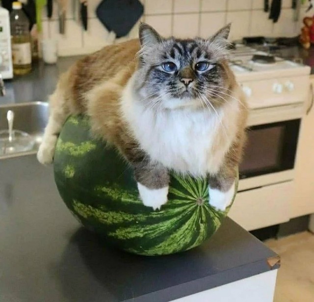 Просто лайтовая дичь