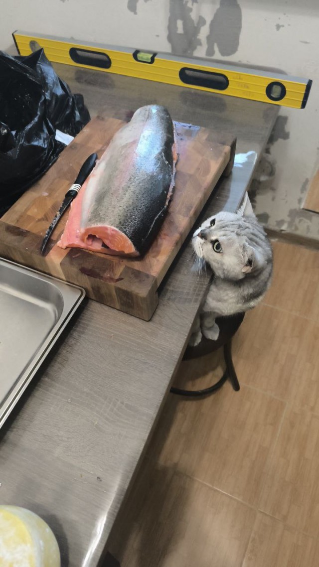 Кому рыбов?