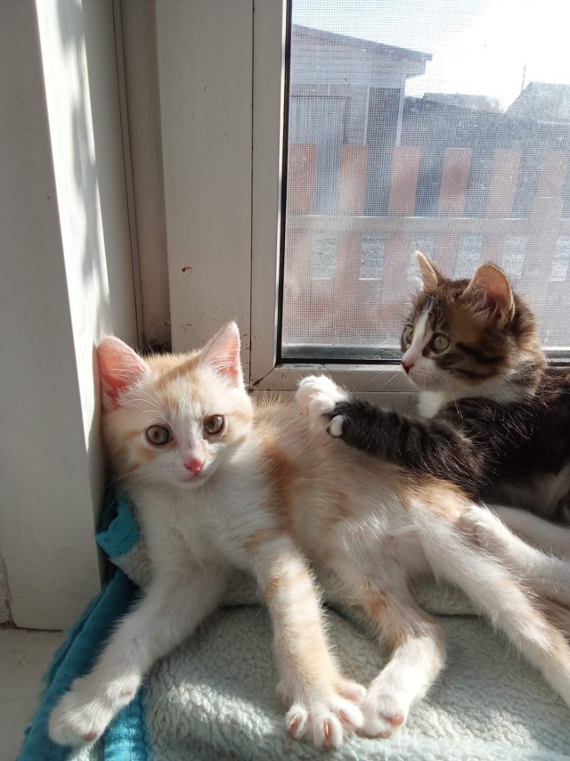 Котики во вторник.