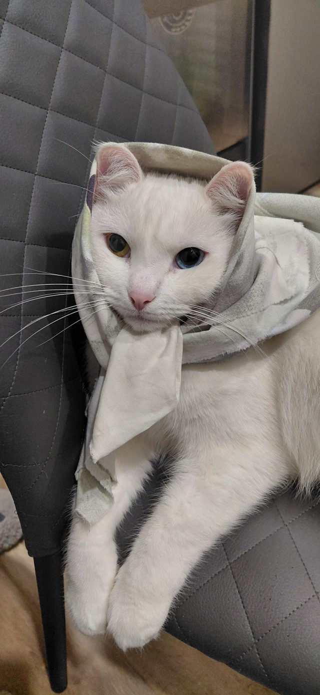 Не успел к котовторнику
