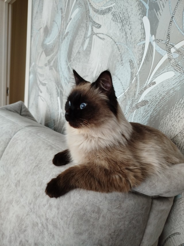 Котовторник же, хватит спать!
