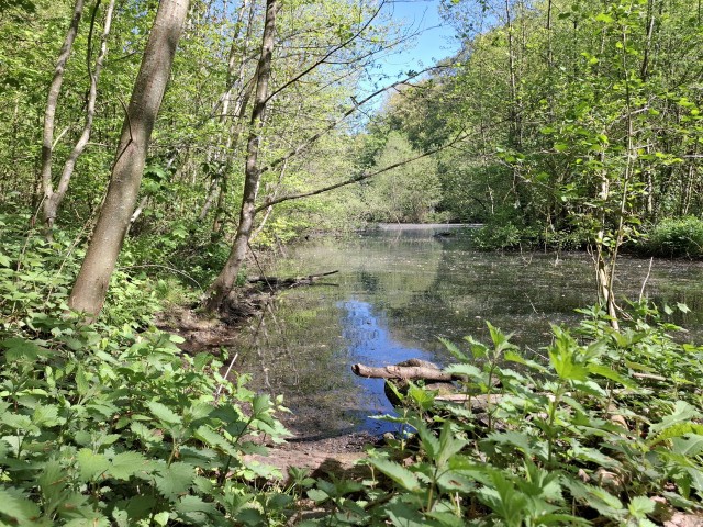 Немного природы Бельгии.