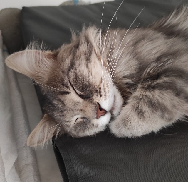 Вашему вниманию, кот Харитон