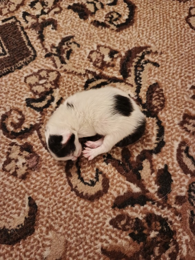 Кошачьи пробники