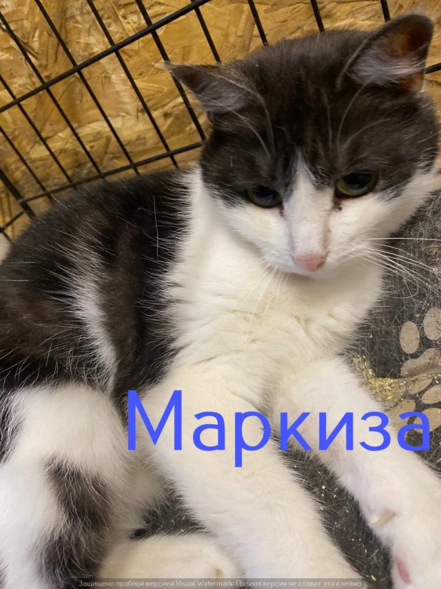 Жизнь домашнего приюта "Котоленд" 565
