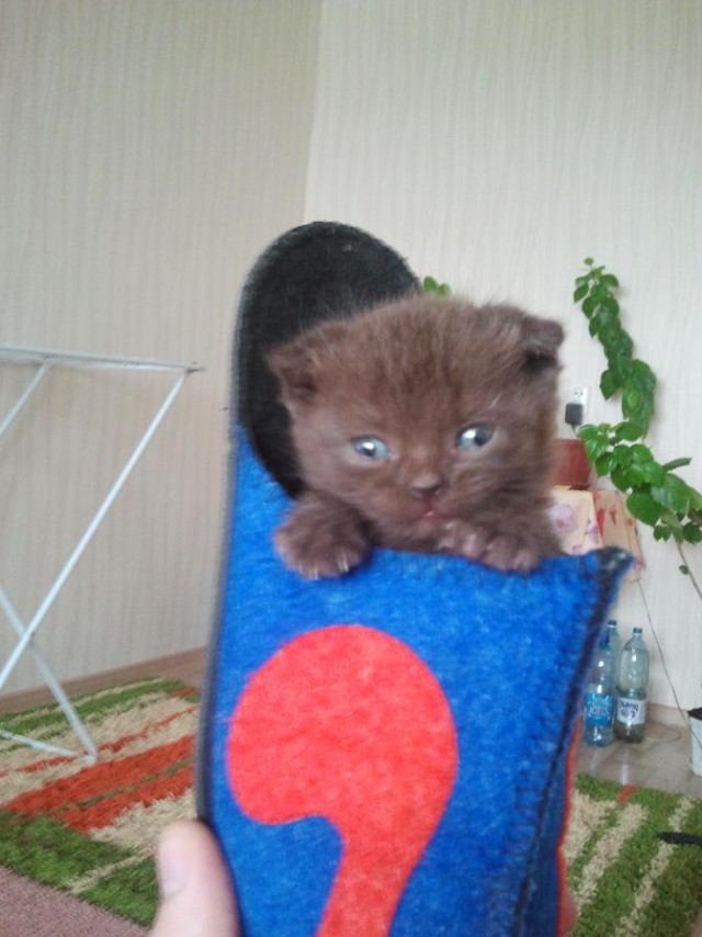Котейка, который не знает как лежат котейки