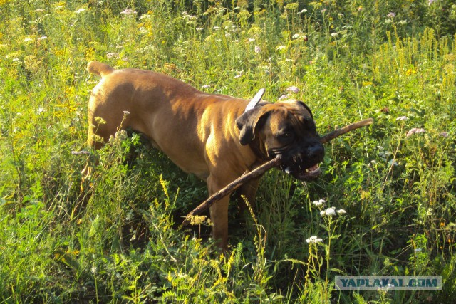 О, my dog