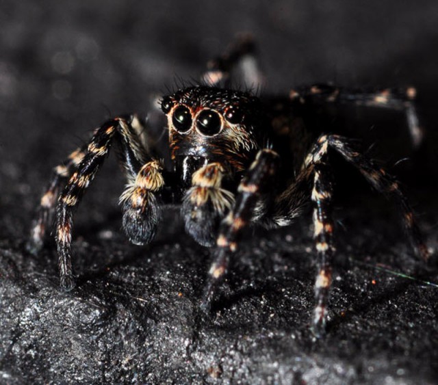 Взглянуть в лицо насекомым