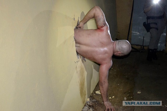 Толстый хомяк и щель под дверью