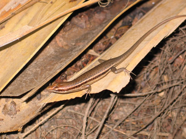 Как я съездил на Сейшелы