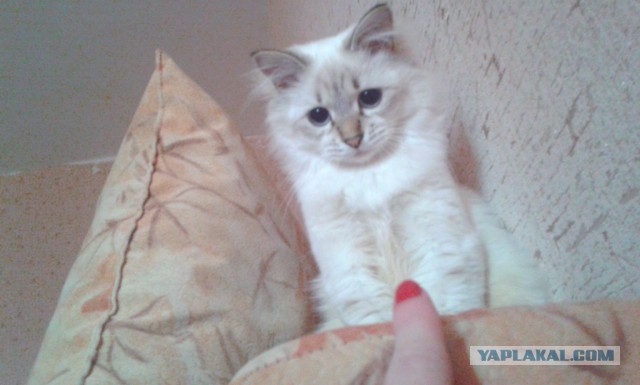 Котовторник  08.04.2014