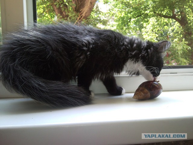 Котовторник 10.06.2014