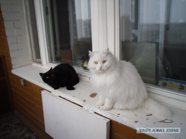 Котовторник 30.09.2014